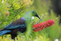 Tui