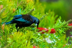 Tui